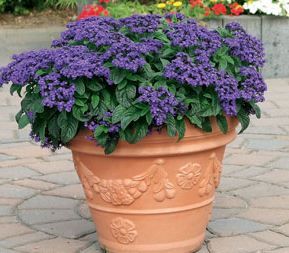 garden heliotrope
